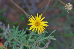 Heterotheca canescens