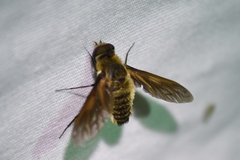 Poecilanthrax lucifer