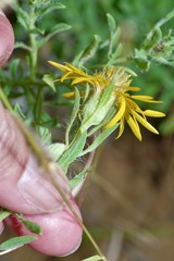 Heterotheca canescens