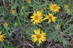 Heterotheca canescens