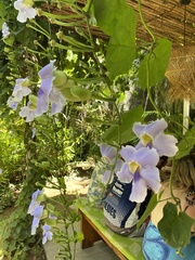 Thunbergia grandiflora