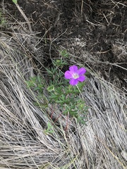 Geranium potentillifolium