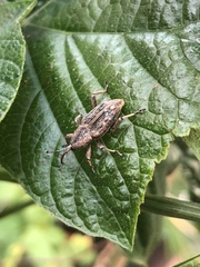 Rhabdoscelus lineaticollis