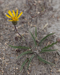 Pyrrocoma apargioides