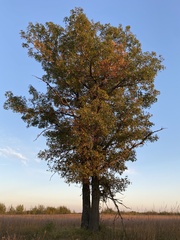 Quercus ellipsoidalis