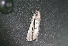Oncocnemidinae