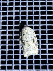 Acleris placidana