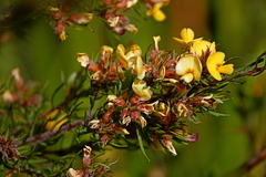 Pultenaea mollis