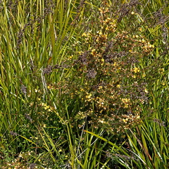 Pultenaea mollis