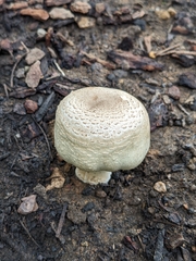 Agaricus californicus