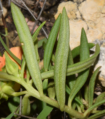 Talinum aurantiacum