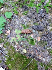 Truncocolumella citrina