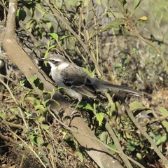 Mimus parvulus