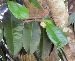 Lethedon setosa