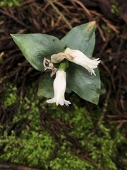 Cheirostylis octodactyla