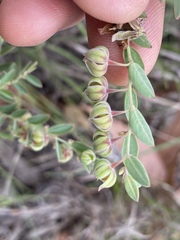 Phyllanthus fuernrohrii