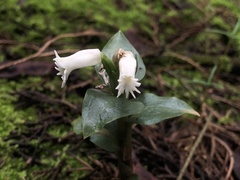 Cheirostylis octodactyla