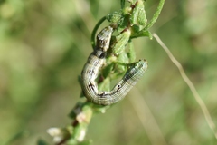 Acontiinae