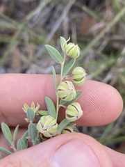 Phyllanthus fuernrohrii