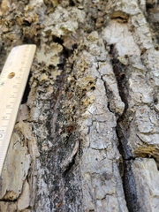 Lobarina scrobiculata