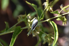 Hemiargus ceraunus astenidas