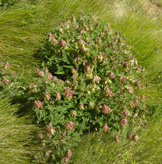 Astragalus penduliflorus