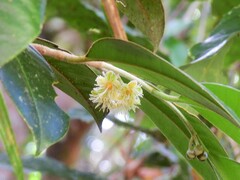 Lethedon setosa