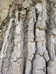 Lobarina scrobiculata