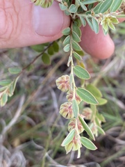 Phyllanthus fuernrohrii