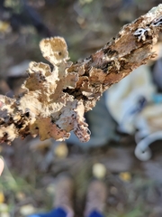 Lobarina scrobiculata