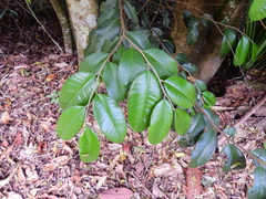 Lethedon setosa