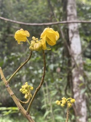 Senna spectabilis