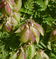 Astragalus penduliflorus