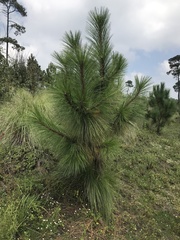 Pinus montezumae