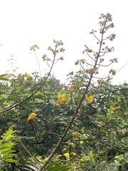 Senna spectabilis
