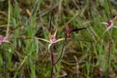 Caladenia versicolor