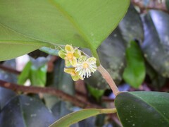 Lethedon setosa