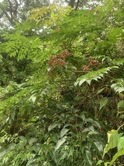 Leea guineensis