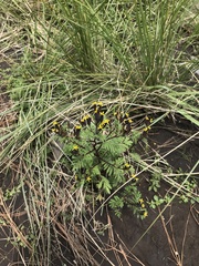 Tagetes foetidissima