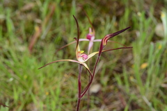 Caladenia versicolor