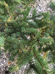 Picea glehnii
