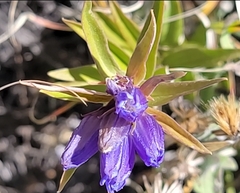 Gentiana affinis