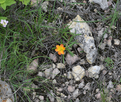 Talinum aurantiacum