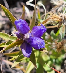 Gentiana affinis