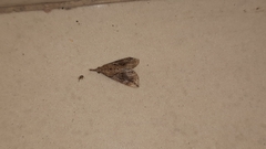 Hypena