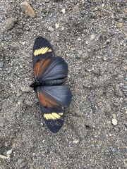 Heliconiinae