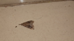 Hypena