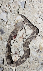 Agkistrodon laticinctus