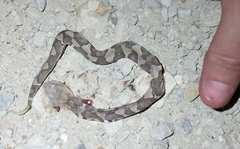 Agkistrodon laticinctus