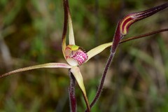 Caladenia versicolor